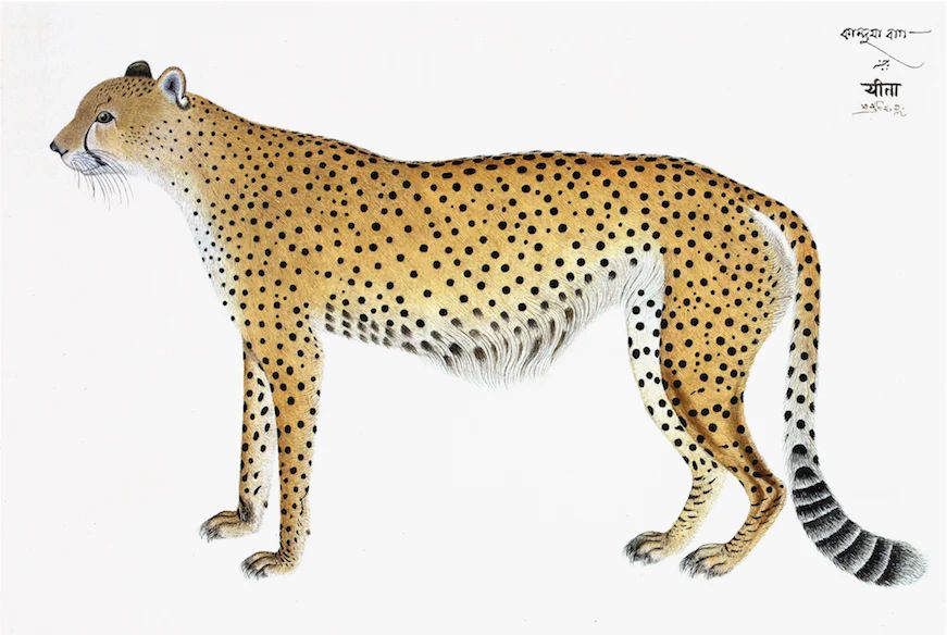 Remastered 18th C. Cheetah | Paloma & Co.