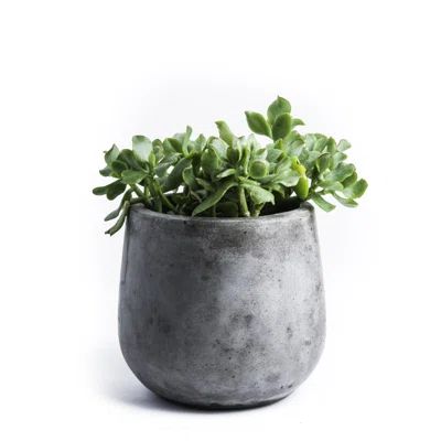 Samai Round Pot Planter Size: Medium | Wayfair North America