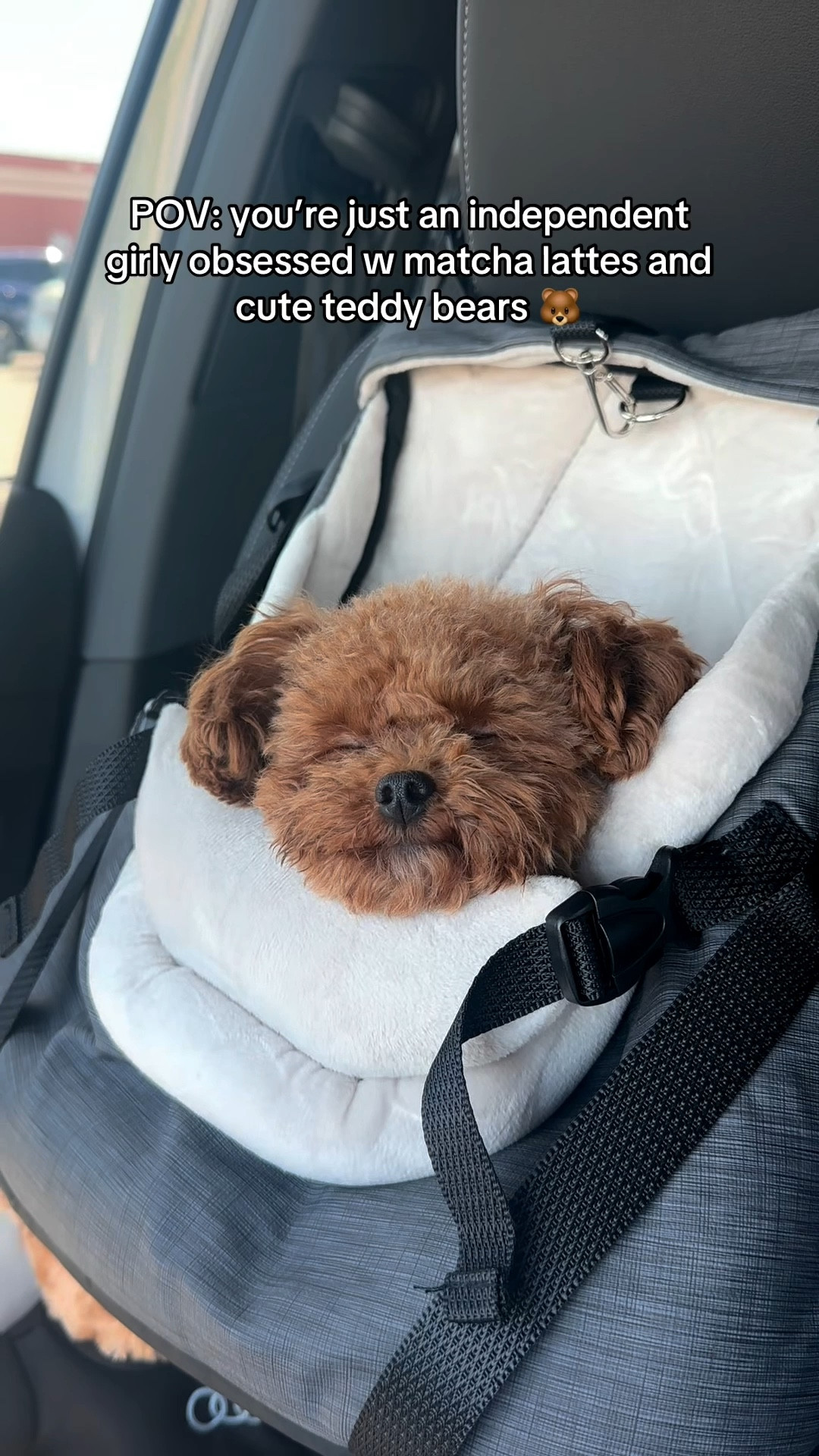 The cutest teddy bear for your car 🐻 and the comfiest car seat for your puppy 🤍 #dogcarseat

#LTKOver40 #LTKvlog #LTKdayinmylife