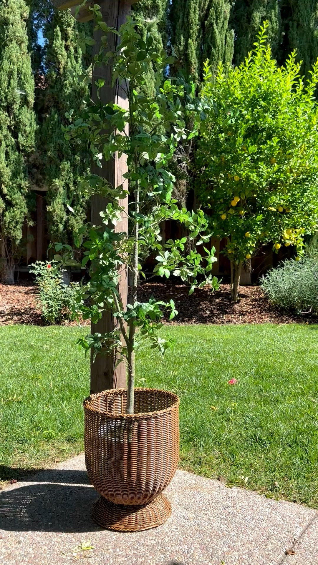 Just got this Walmart planter and love it! The shape and wicker detail are so pretty. 

Outdoor patio, garden.

#LTKHome #LTKSeasonal #LTKU
