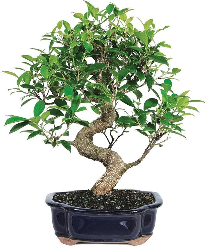 Brussel's Bonsai Live Golden Gate Ficus Indoor Bonsai Tree-7 Years Old 8" to 10" Tall with Decora... | Amazon (US)