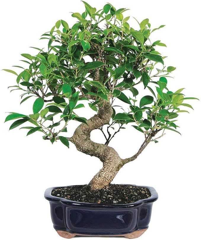 Brussel's Bonsai Live Golden Gate Ficus Indoor Bonsai Tree-7 Years Old 8" to 10" Tall with Decora... | Amazon (US)