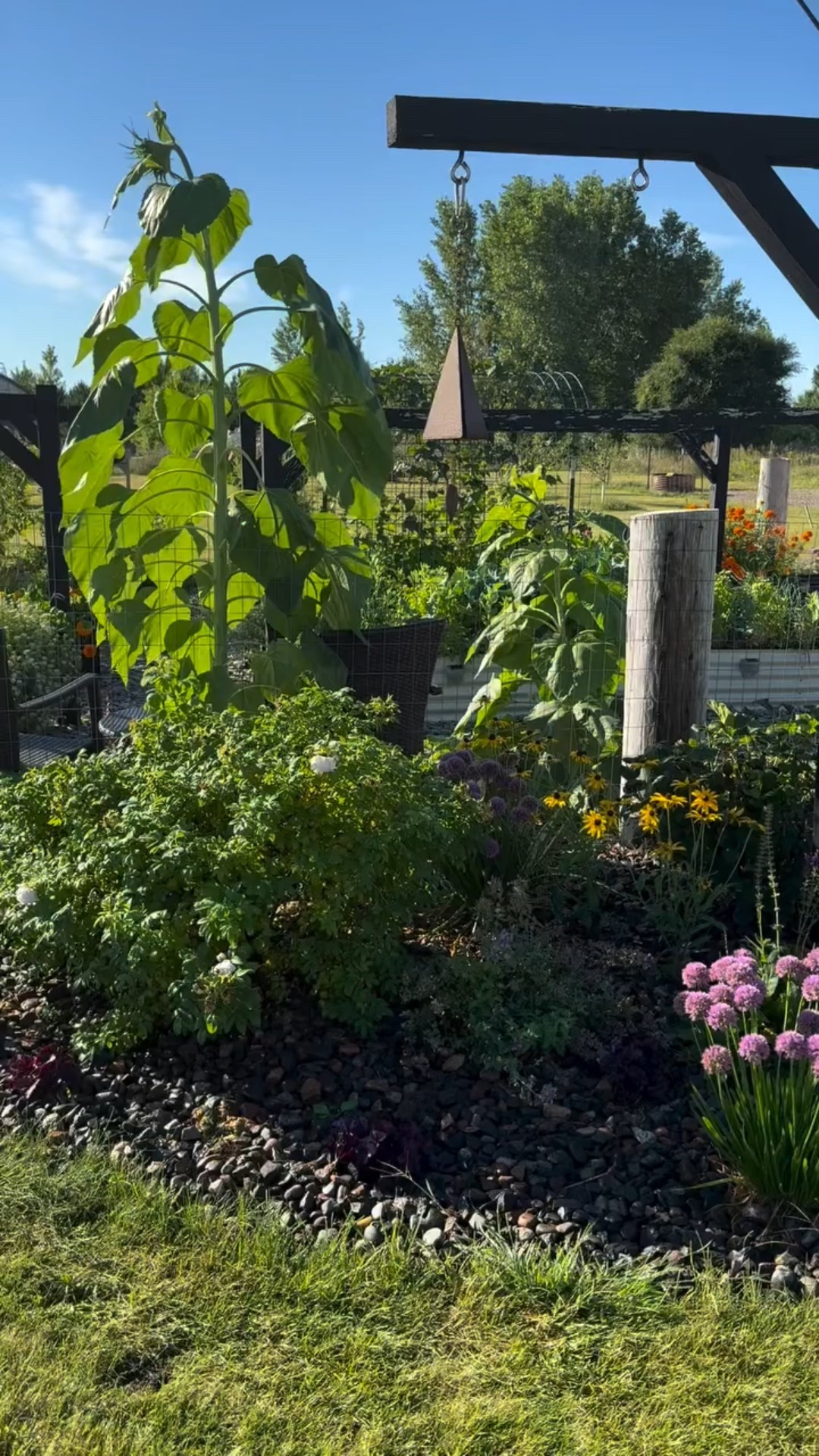 Garden at the beginning of September 🌺 

How is September already almost over? The garden is slowly starting to loose its lushness but the season isn’t over yet. 

I’m getting ready to plant garlic this week 🧄 If you’re planning on planting garlic stay tuned for a video! 

Happy gardening friends! 

#fallgarden #fallgardening #midwestgarden