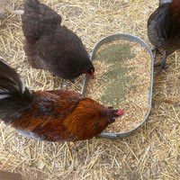 Organic Kelp For Chickens & Duck Feed Chicken Vitamins | Supplements | Etsy (US)