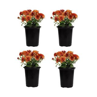 Subscriptions | The Home Depot