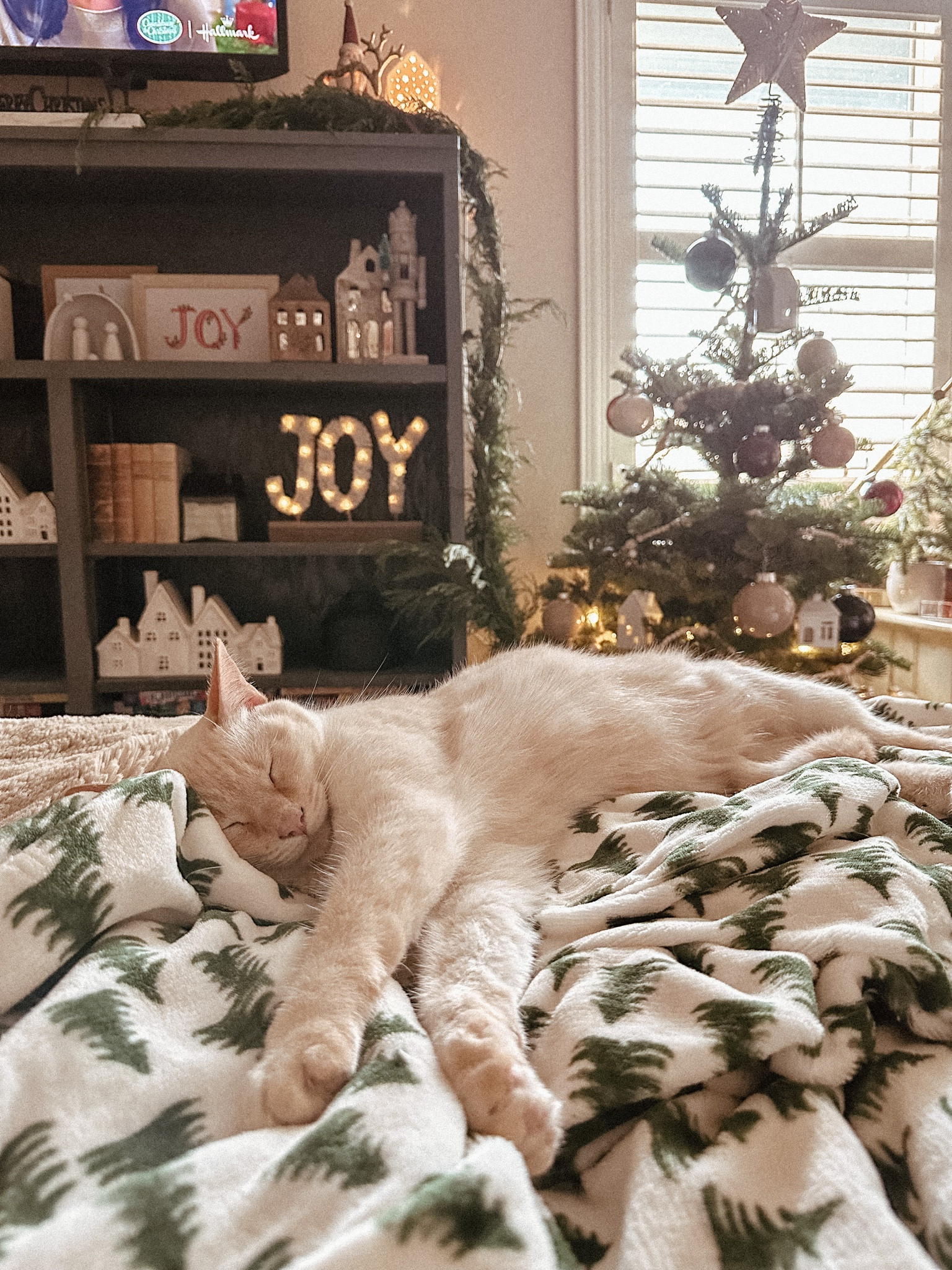 Cozy Cat Lady ✨

#cat #christmas #catmom #christmasdecor #christmastree #heatedblanket #cozy #holiday

#LTKSeasonal #LTKHoliday #LTKfamily