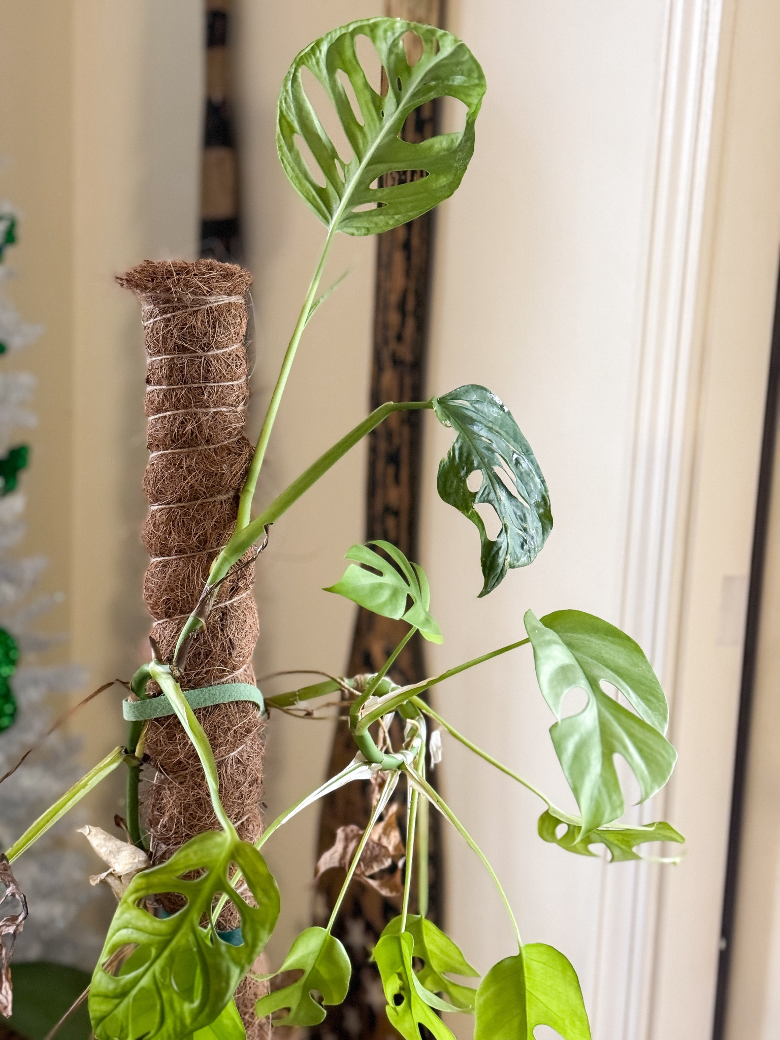 A must have for monstera 🌱

#monstera #gardening #musthaves

#LTKhome