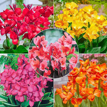 Tropical Dwarf Cannas Collection | Breck's | Brecks