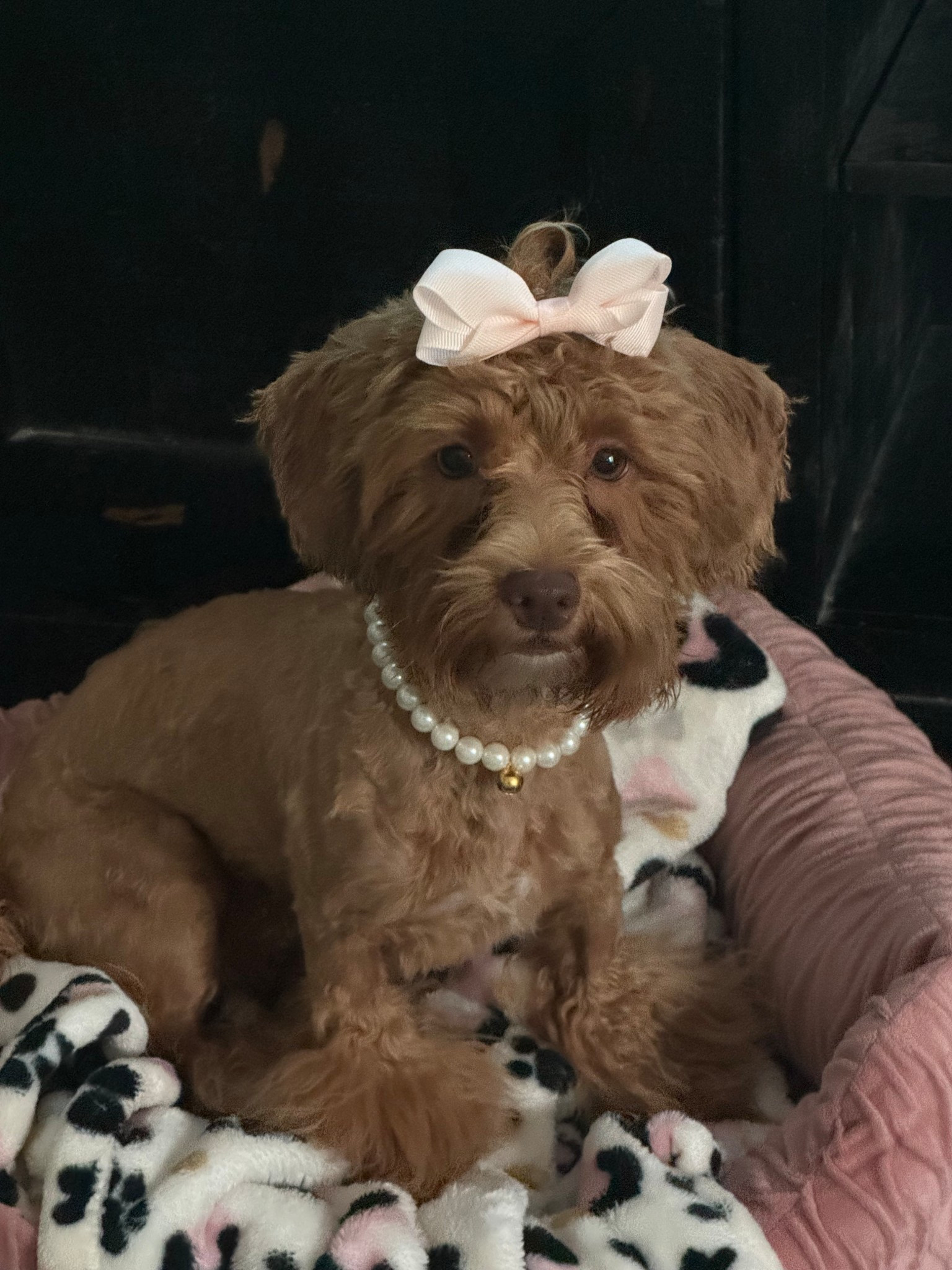 Princess vibes 
Accessories and grooming tools linked. It was my first grooming and it came out great 