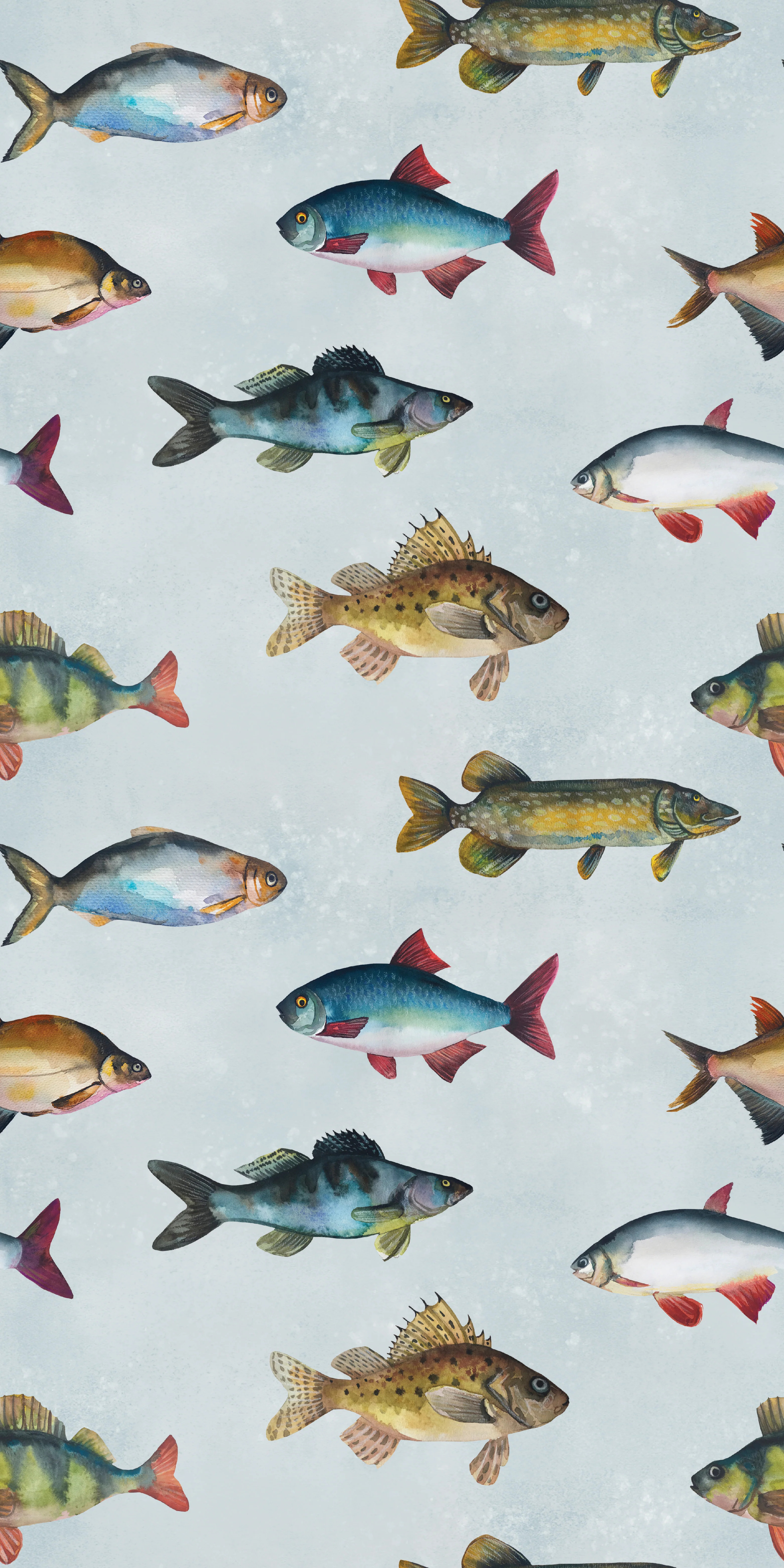 Freshwater Fish | Chasing Paper