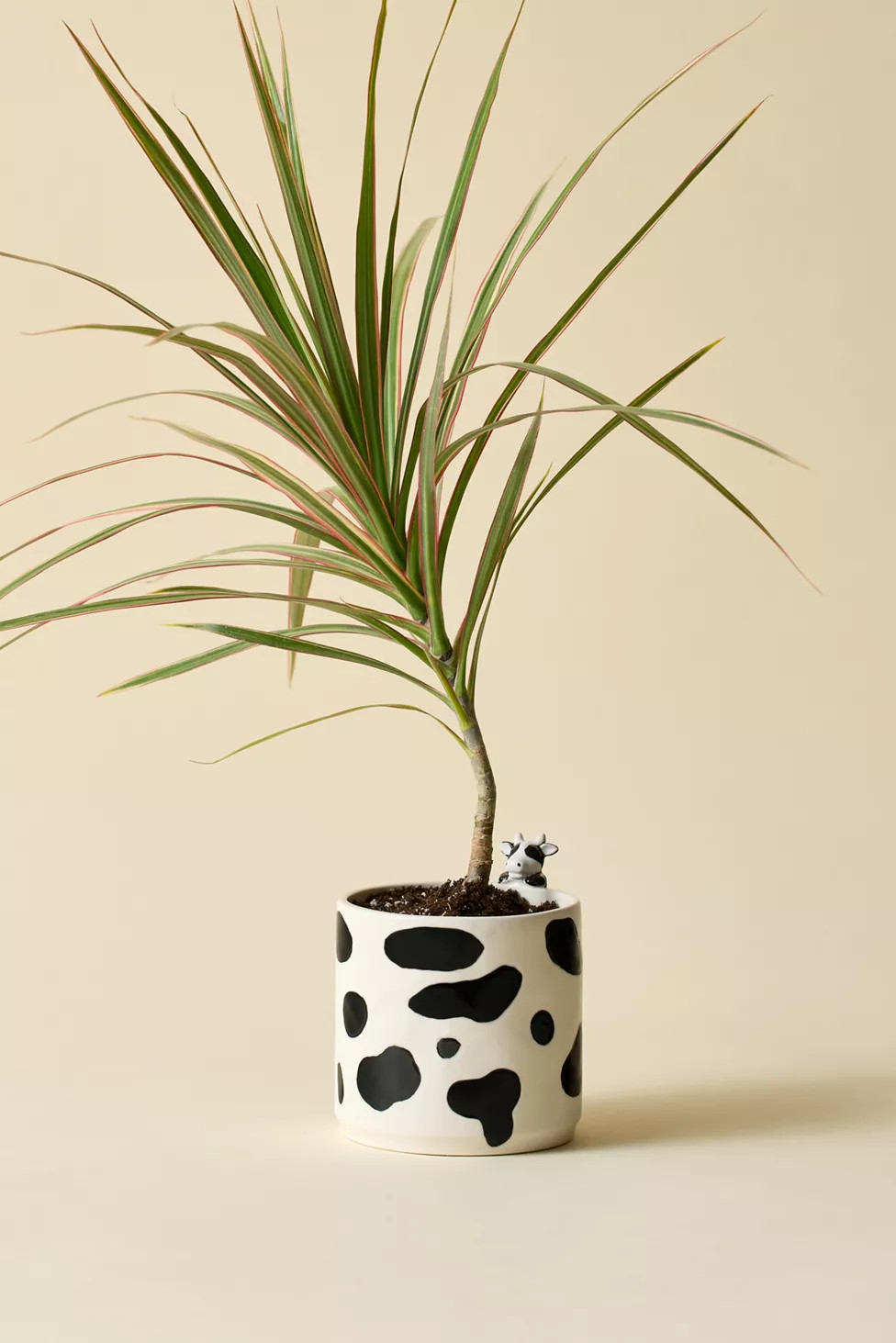Moo Peeking Cow Ceramic Planter | Urban Outfitters (US and RoW)