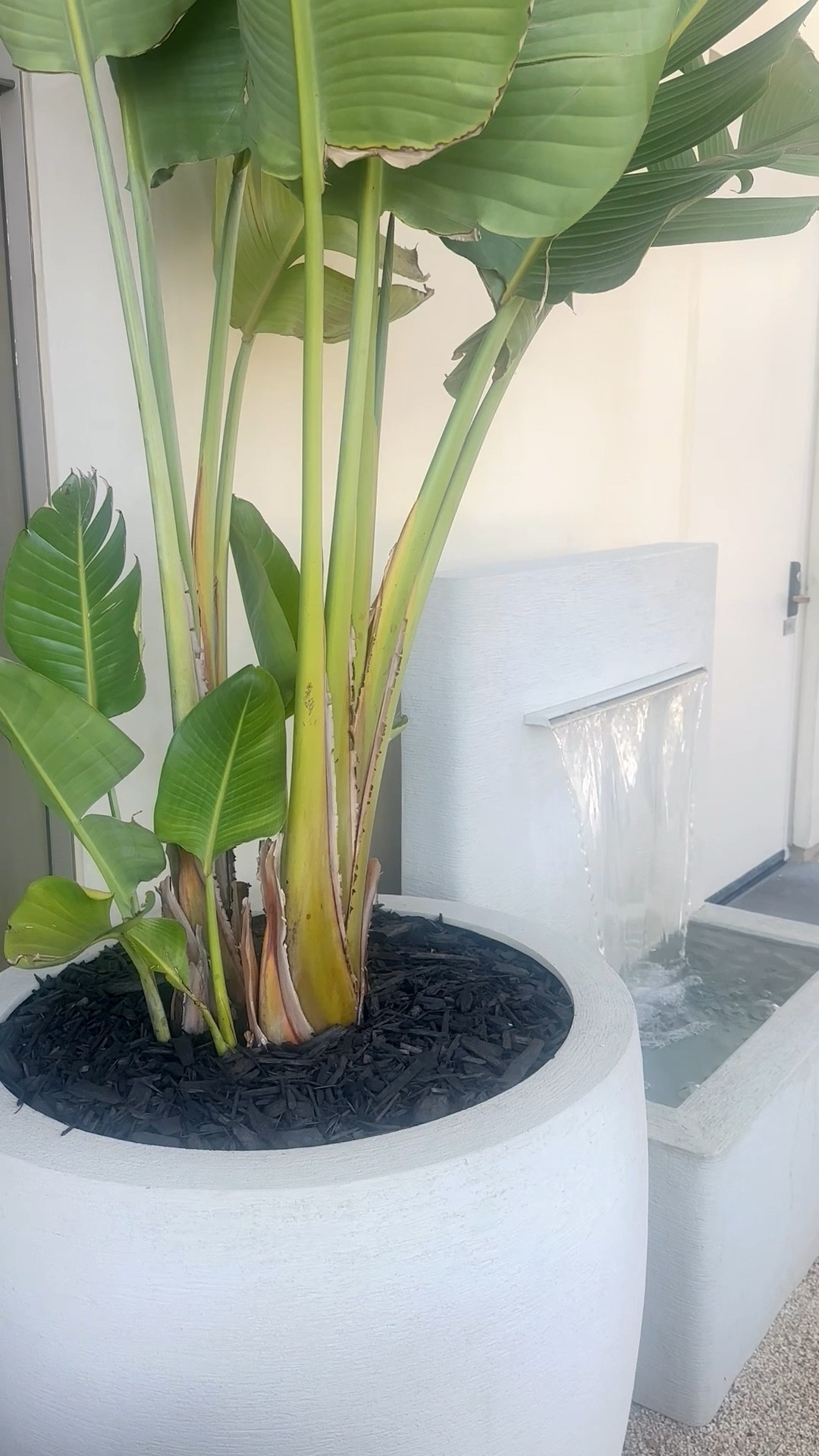 Outdoor living, redefined.

The sound of water, the presence of greenery — it’s not just decor, it’s a reset.
A modern fountain paired with sculptural planters and oversized palm leaves creates a space that feels calm, grounded, and effortlessly elevated.

This is where you slow down.
Morning coffee, late afternoon light, or a quiet moment at the end of the day — the atmosphere does the work for you.

Bringing water + greenery into your outdoor space is one of the simplest ways to transform how it feels — not just how it looks.

⸻

Hashtags:

#outdoorliving #fountain #planter #palmleaf #gardenstyle #outdoordesign #landscapedesign #modernoutdoor #backyardinspo #gardeninspiration #outdoordecor #serenespaces #homerefresh #designinspo #planterstyle

#LTKHome #LTKSaleAlert #LTKFestival