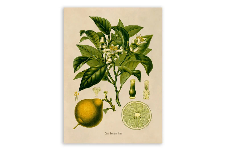 Bergamot Orange Plant Print, Medicinal Plants Botanical Illustration, Vintage Style Reproduction,... | Etsy (Global)