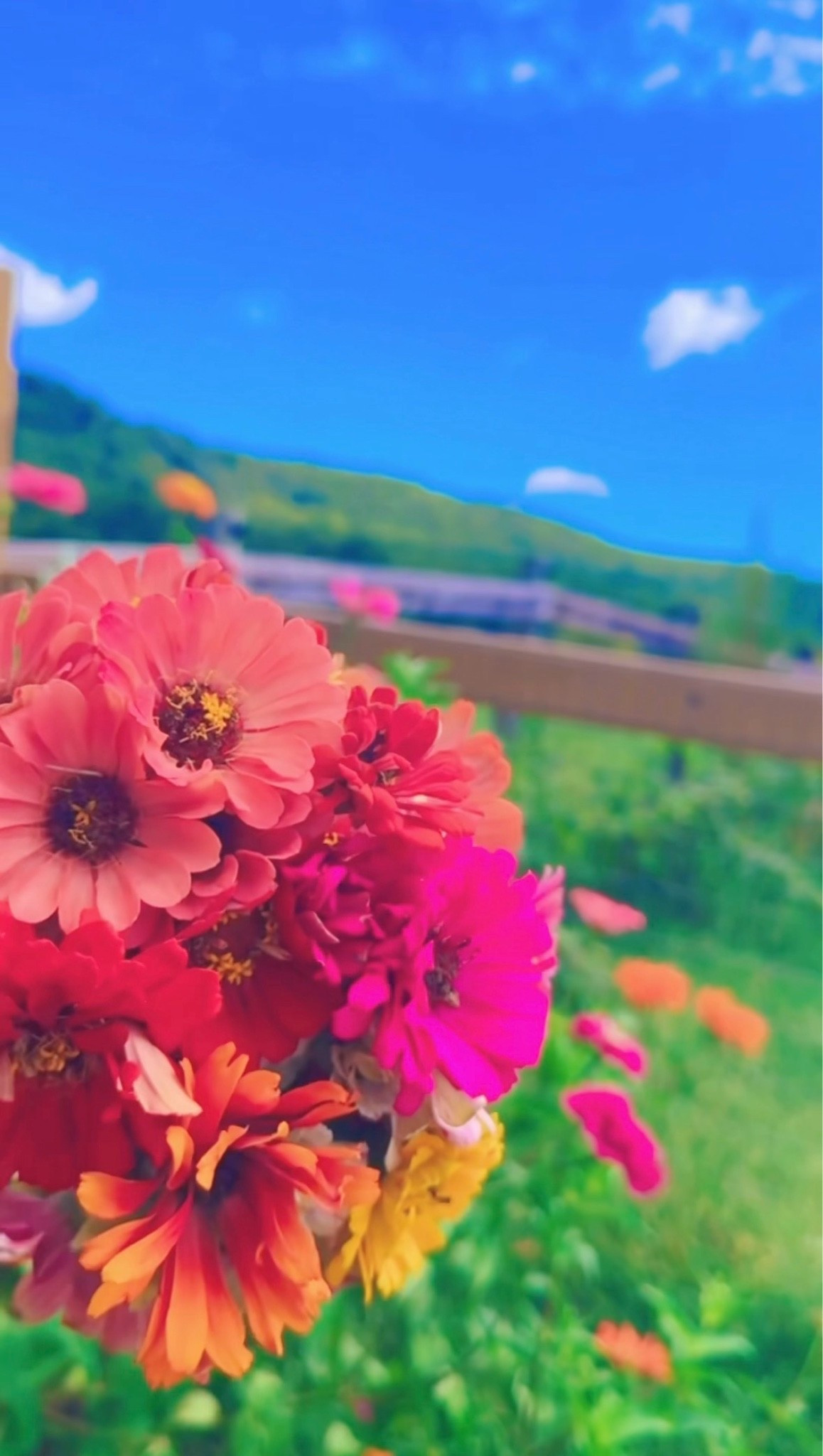 forever a flower child and soakin’ every bit of homegrown flowers season around here on The Mabry Farm - aka our little slice of heaven on earth!! 💐🌾🌼🌾🧺👩‍🌾🪴🌸🚜👣🫙🪻#themabryfarm #homegrownflowers #flowerchild #myfavorite #zinniasfordays