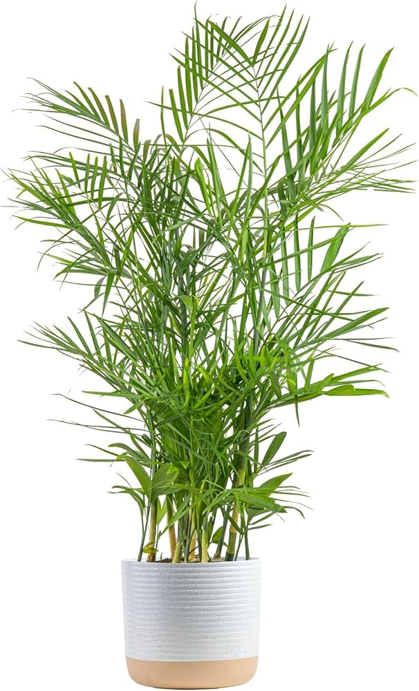 Costa Farms Bamboo Palm, Easy to Grow Houseplant, Live Indoor Plant Potted in Ceramic Plant Pot, ... | Amazon (US)