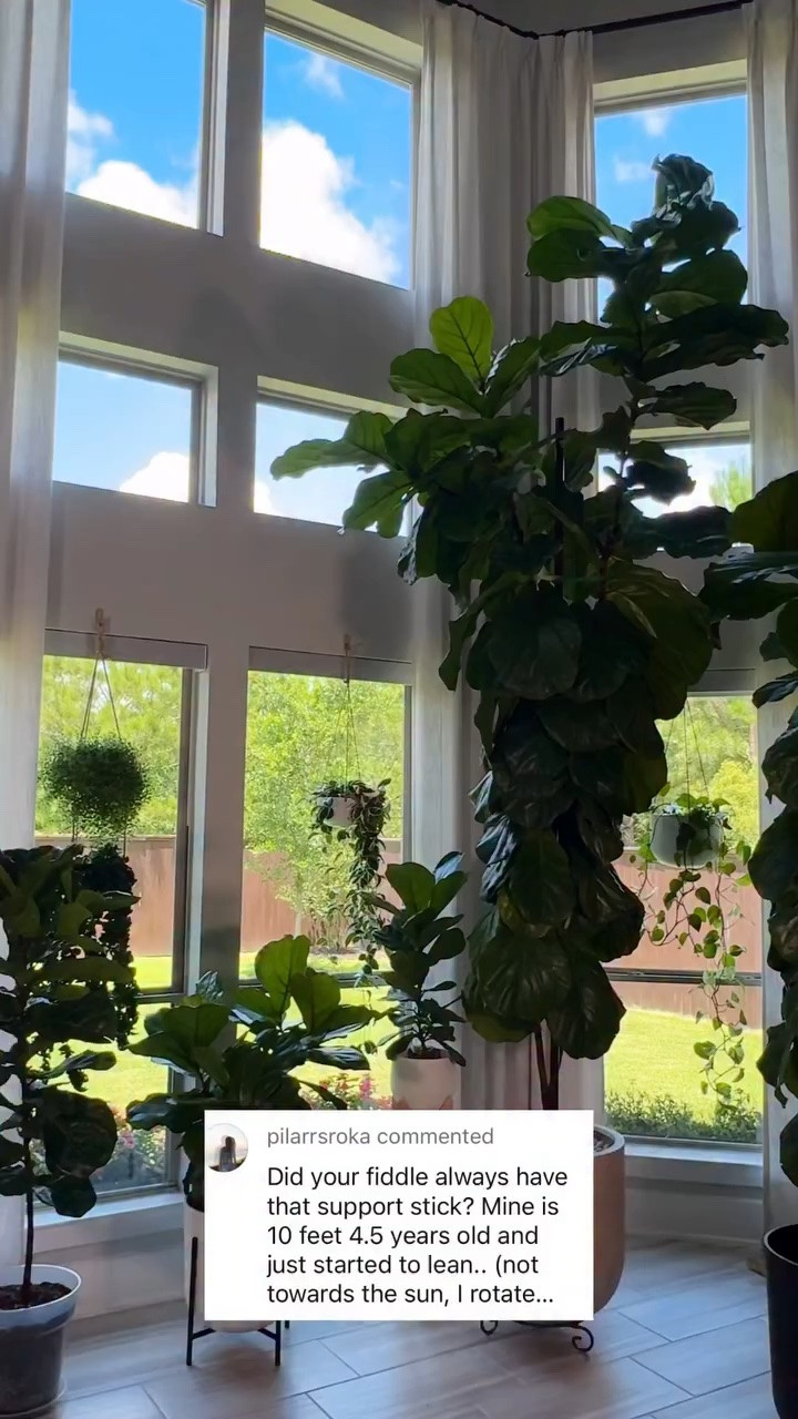 A lot of people think every fiddle leaf fig needs support, but that’s not always the case.

When they’re young, a little sway from airflow can actually help them grow stronger trunks. But as they get taller and those big leaves and branches add weight, they may need a little extra help staying upright.

My fiddle leaf fig did great on its own for years. It wasn’t until it reached about 8 feet tall that I decided to add support.

Drop a photo of your fiddle leaf fig in the comments. I love seeing all the different shapes, sizes, and personalities these trees have. 🌿💚 Comment SHINE for my favorite leaf shine 🍃and more!

#fiddleleaffig #fiddleleaffigcare #houseplants #plantcare #indoorplants planttips plantlover houseplantclub

#LTKTall #LTKHome #LTKOver40