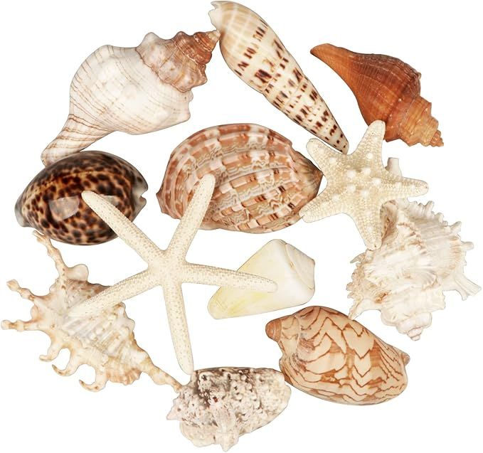 12 PCS Large Seashells Mixed Beach Sea Shells and Ocean Natural Starfish,Natural Colorful Sea She... | Amazon (US)