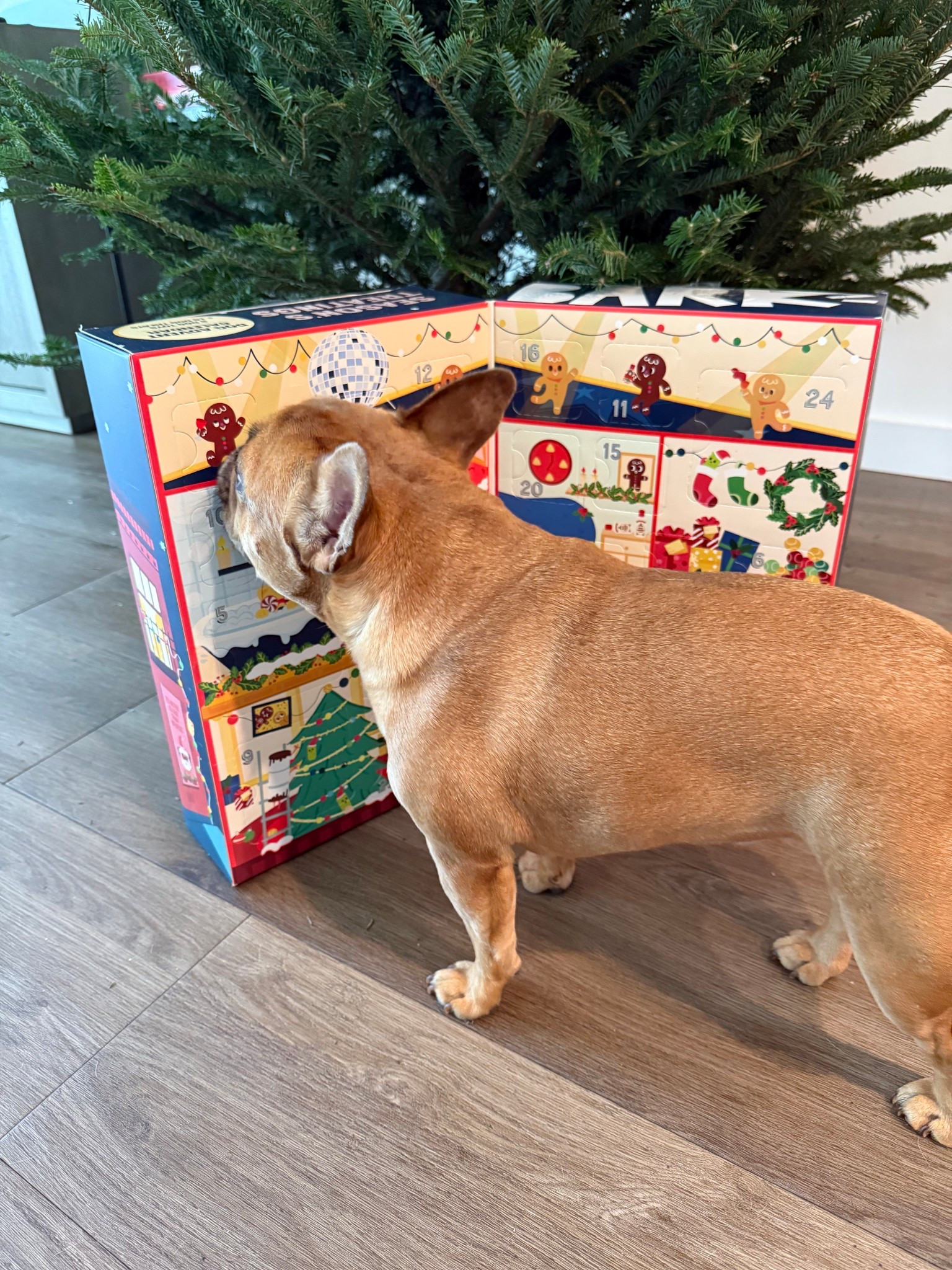 Day 1 🎄🐶🩷

#LTKHoliday #LTKFindsUnder100