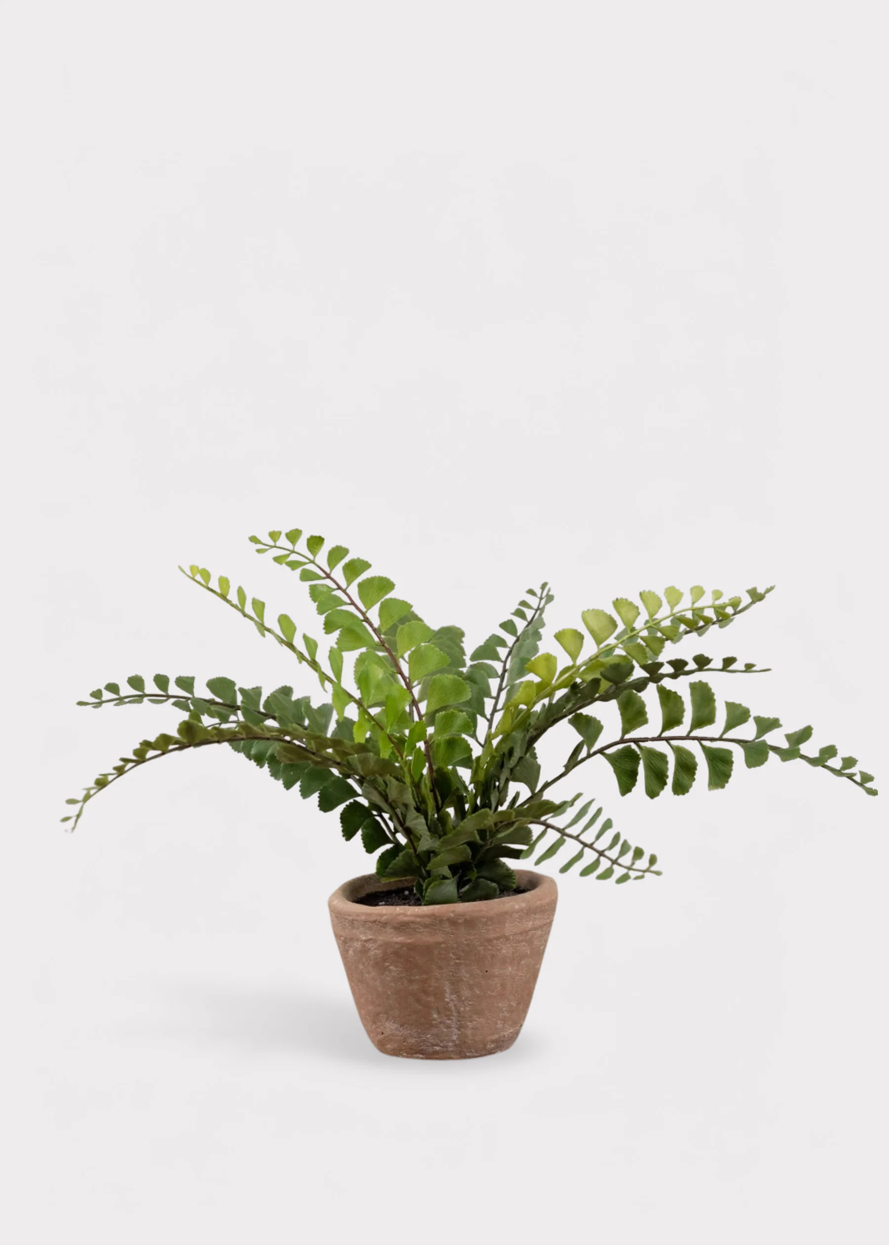Small Potted Button Fern Plant in Terra Cotta Pot - 9" | Afloral