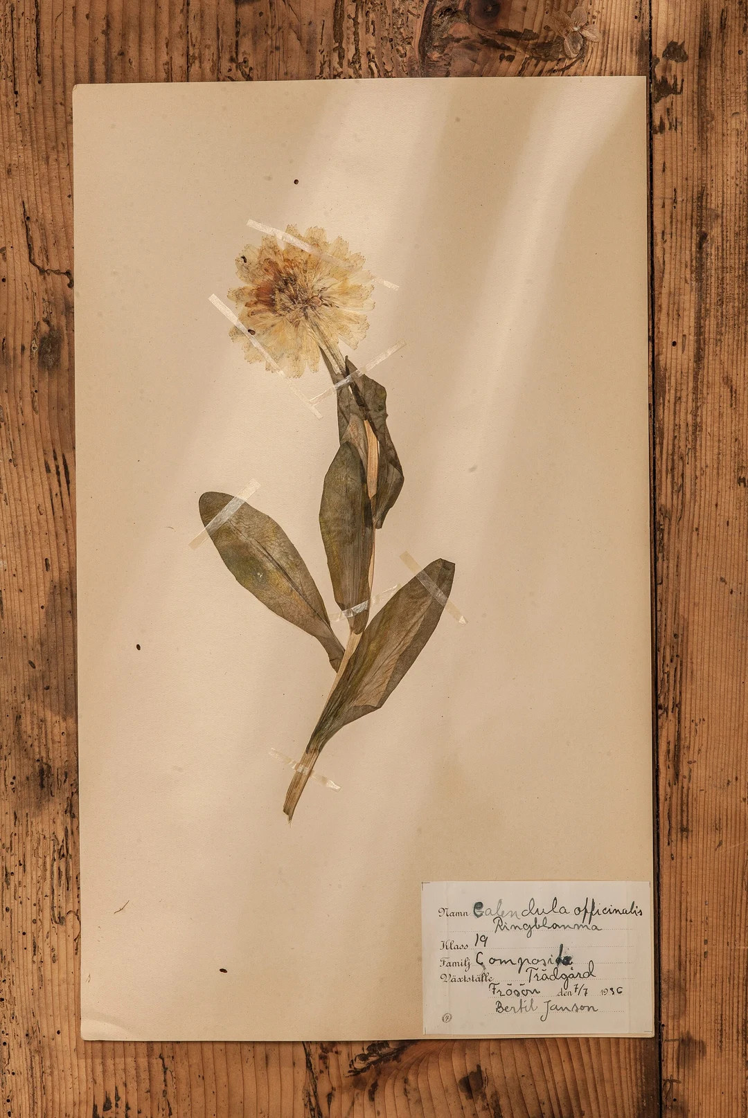 1 of 10 Antique Swedish 1930's HERBARIUM Pages, Vintage Real Pressed Plants, Botanical Specimen, ... | Etsy (US)