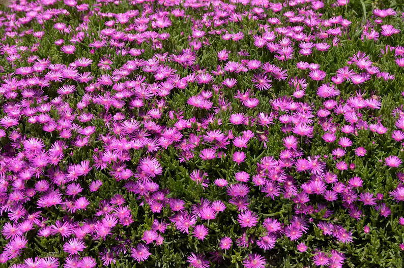 25 Table Mountain ICE PLANT Magenta Fuchsia Delosperma Cooperi Flower Seeds - Etsy | Etsy (US)