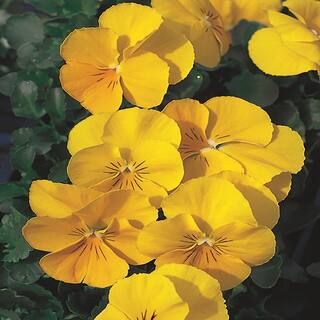 4.5 in. Yellow Pansy Plant-8318 - The Home Depot | The Home Depot