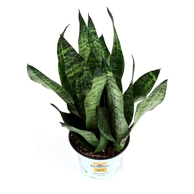 Burpee Sansevieria superba Snake | Indirect Medium Light | Live Easy Care Indoor House Plant, 6" ... | Amazon (US)