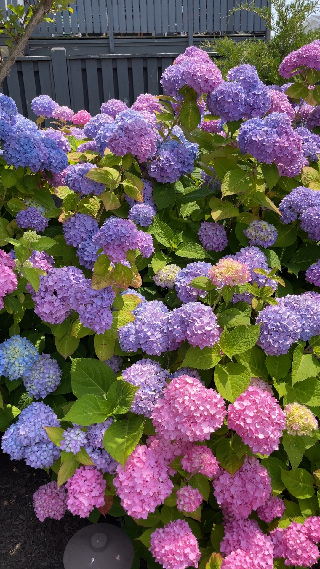 what I’m using to keep my hydrangeas happy 💗

#LTKHome #LTKSeasonal #LTKSummerEdit