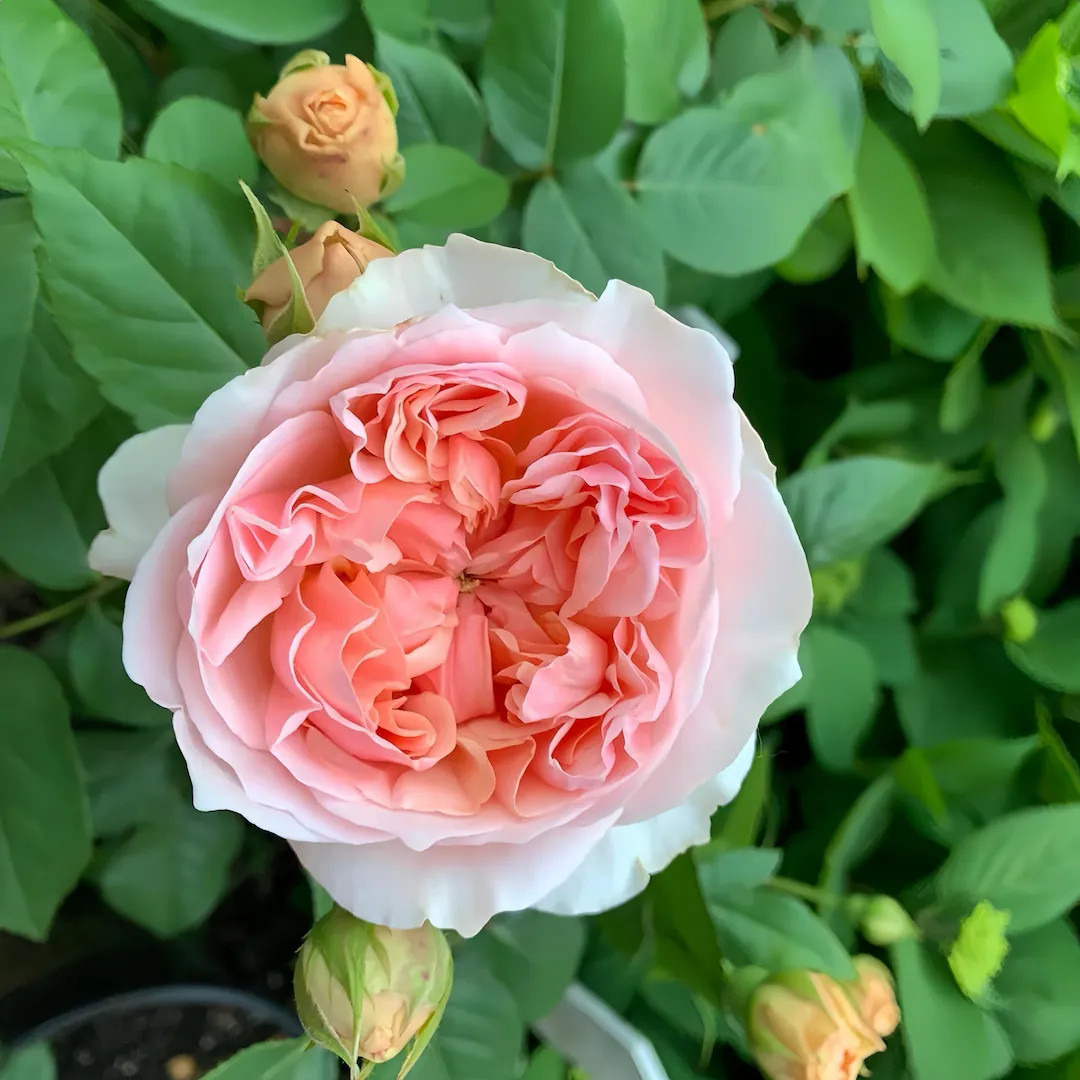 Rose Aussaucer. - Etsy | Etsy (US)