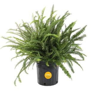Costa Farms Kimberly Queen Indoor/Outdoor Fern in 8-3/4 in. Grower Pot, Avg. Shipping Height 1-2 ... | The Home Depot