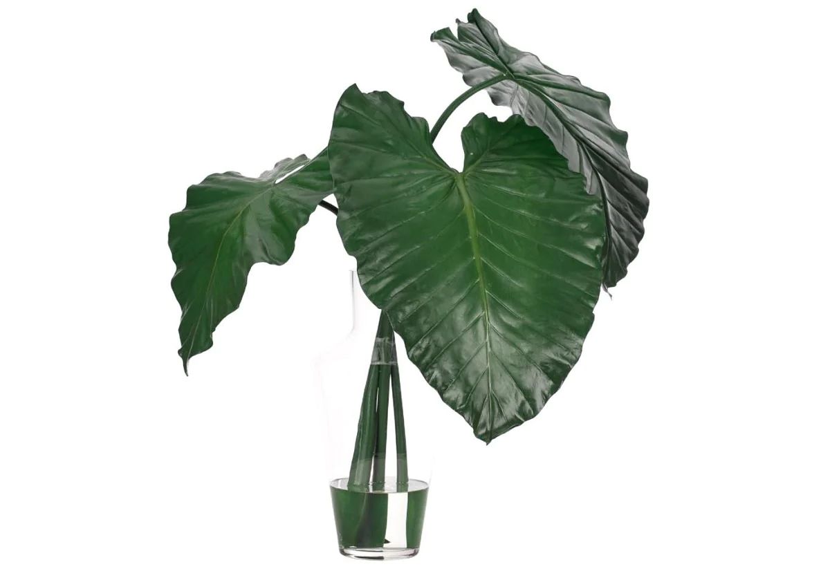 COLOCASIA LEAF IN GLASS VASE | Alice Lane Home Collection