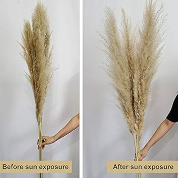 48" (4 FT) Length Pampas Grass 3 Stems - Tall Large Natural Dried Pampas for Flower Arrangements ... | Amazon (US)