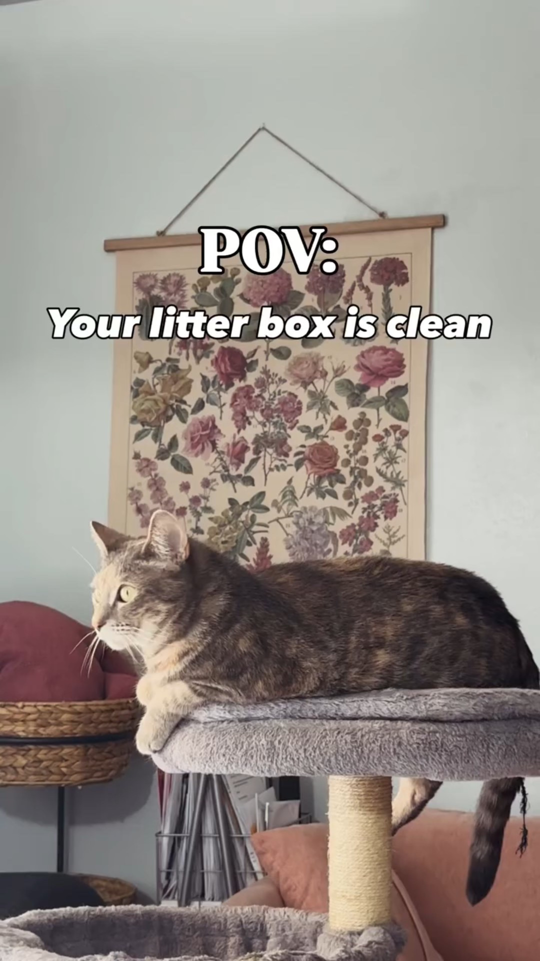#ad I partnered with Boxie Pet & treated my cat family with a nice & clean litter! It has 30+ day odor control & is made with no fillers or preservatives keeping your home fresh. This works so well especially since there’s multiple cats & the probiotic clay has advanced clumping technology 

Follow @boxiepet for more clean pet products 

#boxiepartner #catsupplies #catproducts

#LTKmorningroutine #LTKvlog #LTKdayinmylife