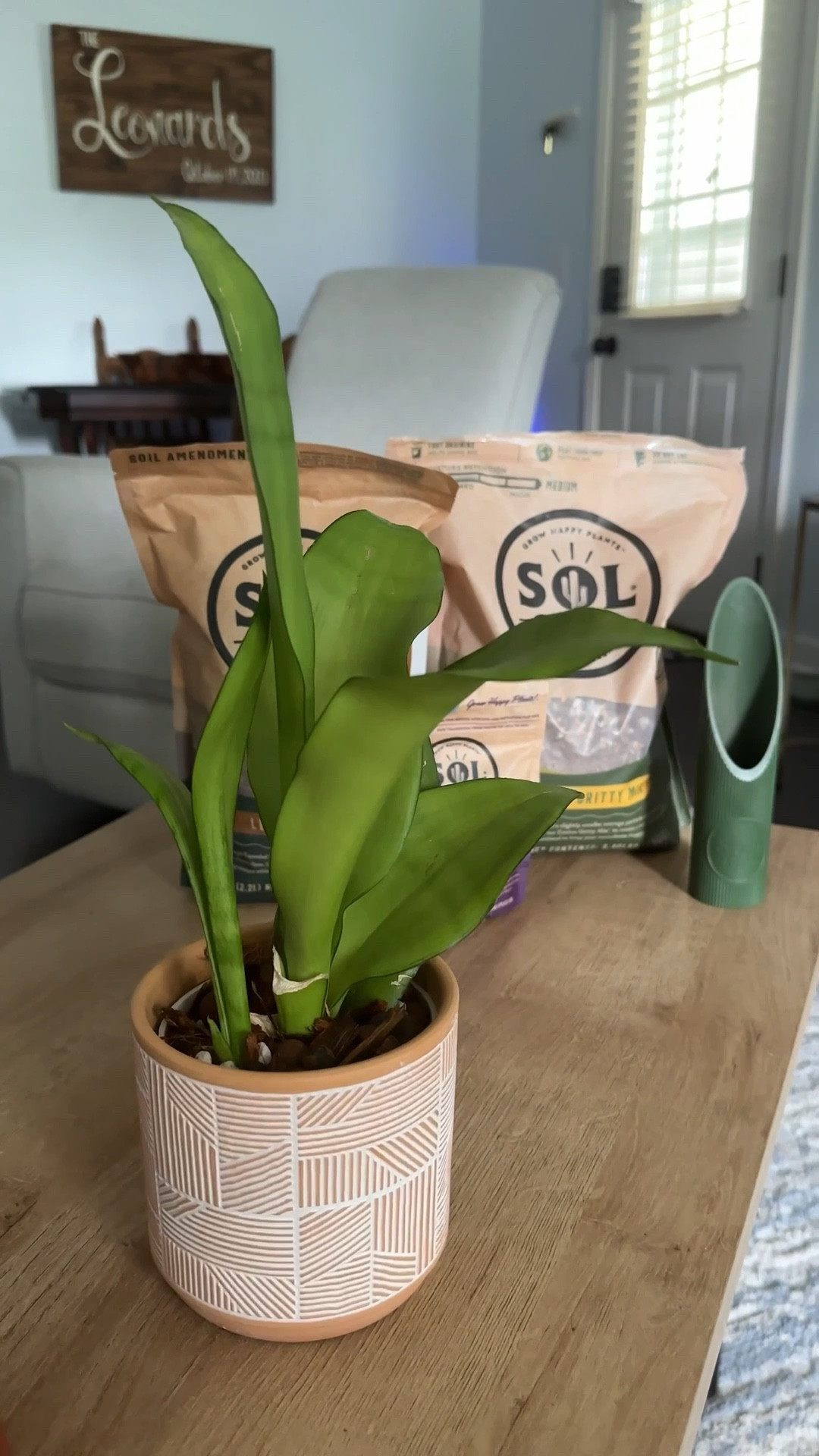Plant care is so in right now. 🪴
Repotting a plant is so easy when using Sol Soils. Plants need a draining soil so it won’t get root rot. Which this is a common reason for plants not surviving. Sol Soils has soil that is made for what type of plant you have. Succulents, house plants, orchids, and more. You can find so many plant additives as well from them. Leca balls, perlite, pumice stone, a soil scoop. Thanks to @solsoils for gifting me these items. My plants are so happy with their upgrades! #ad #solsoils 

#LTKFindsUnder50 #LTKHome #LTKSeasonal