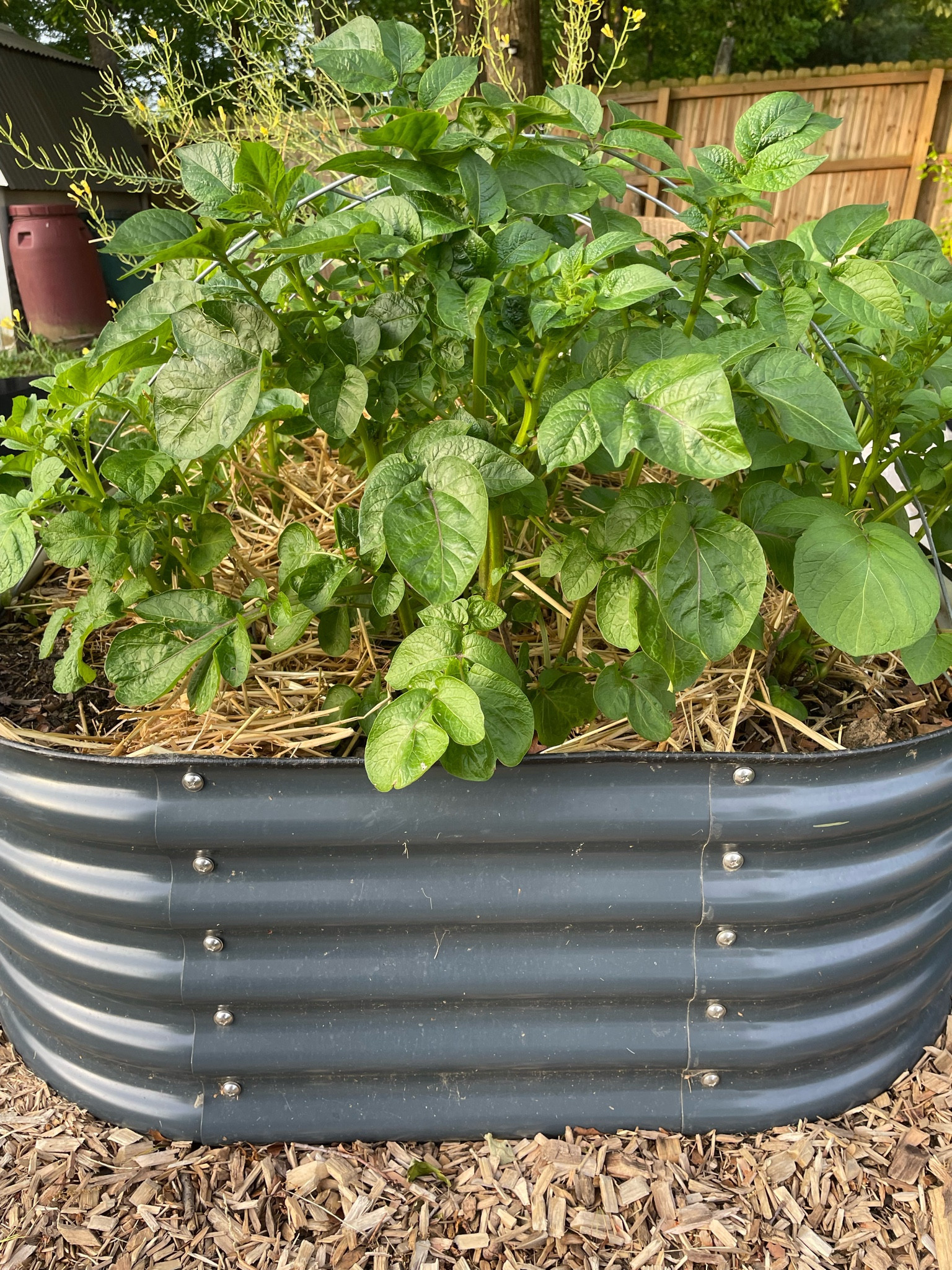 Sale alert on my Olle 12 in 1 galvanized raised garden bed. 

#LTKSeasonal #LTKsalealert