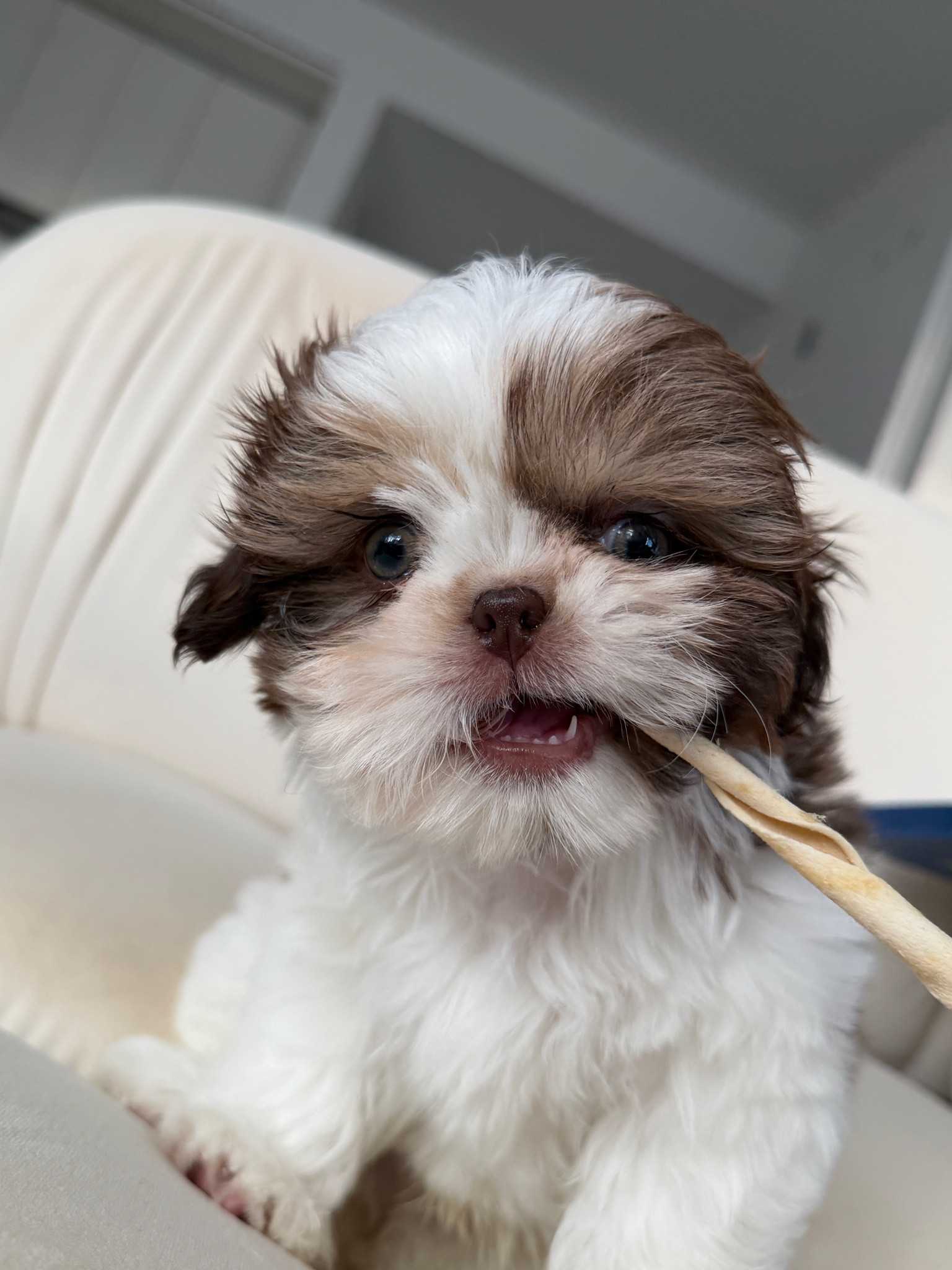 New Puppy essentials. Treats, toys, cozy beds  

#LTKSaleAlert #LTKPets #LTKHome