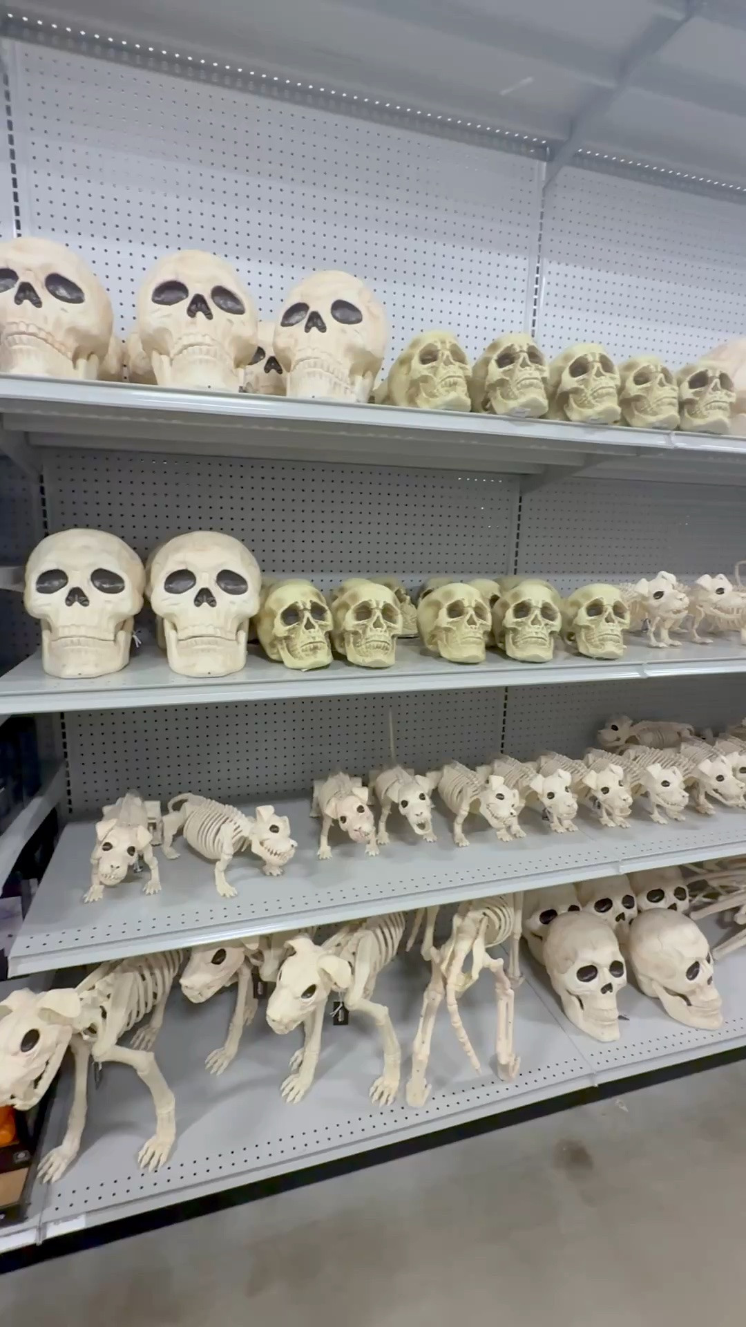 Skeleton decor 





Halloween decor 
Halloween finds

#LTKSeasonal #LTKHome