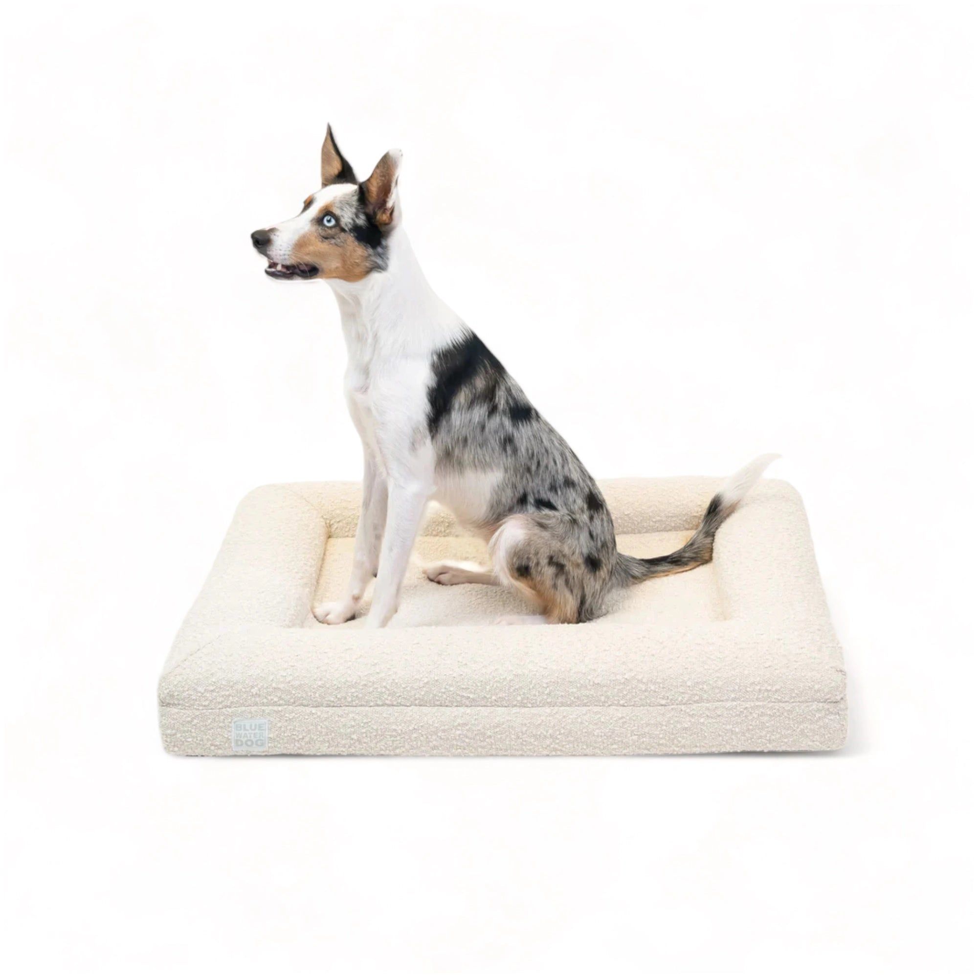 Medium Luxury Bouclé Orthopedic Bluewater Dog Bed (Cloud) | Bluewater Dog