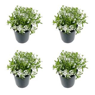 Perennial Iberis White 2.5 Qt. - 4-Pack | The Home Depot