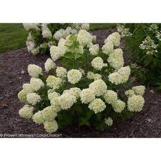 PROVEN WINNERS 1 Gal. Little Lime Hardy Hydrangea (Paniculata) Live Shrub, Green to Pink Flowers ... | The Home Depot