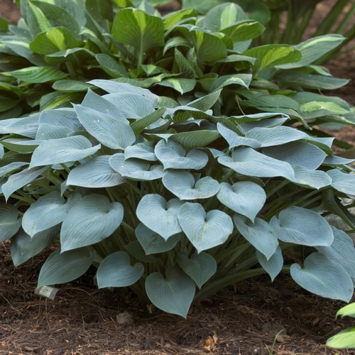 Halcyon Hosta | Plant Addicts