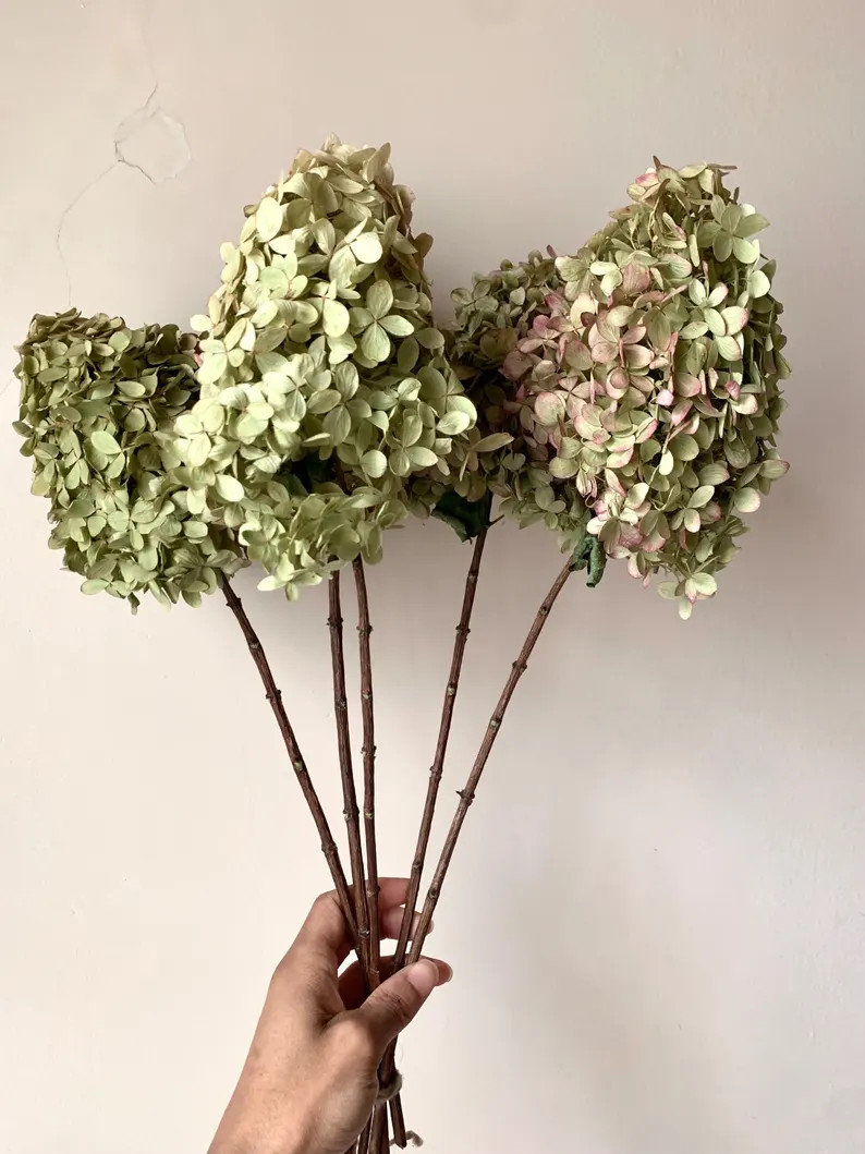 Limelight Prime Hydrangea, Dried Flower Bouquet, 5 Stem Bunch, Coffee Table Centerpiece European ... | Etsy (Global)