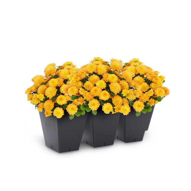 Orange Mum in 3-Pack Tray | Lowe's