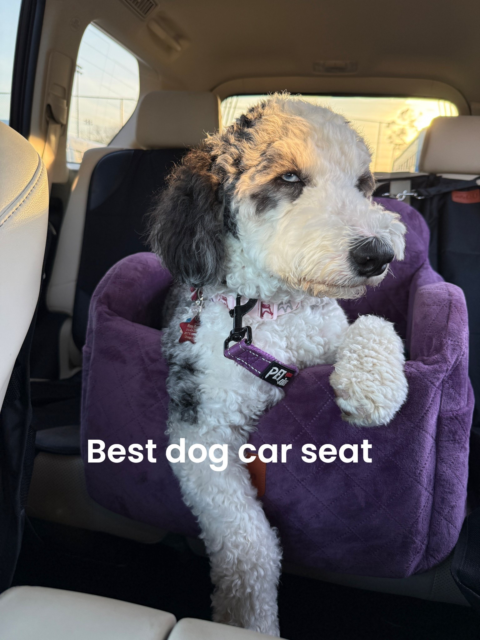 The best cozy doggie car seat 