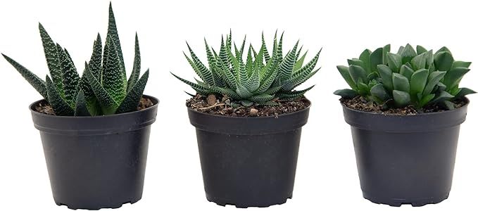 Costa Farms Succulents Fully Rooted Live Indoor Plant, 4-Inch Haworthia, in Grower's Pot | Amazon (US)