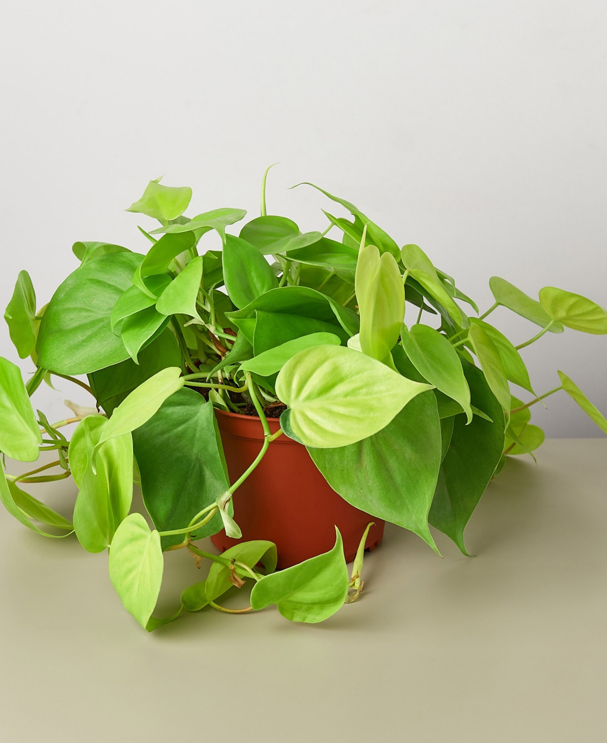 Philodendron 'Neon' Live Plant, 6" Pot | Macy's