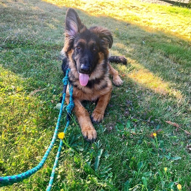 Wilderdog Leash with Enzo! 

#LTKcanada #LTKfamily #LTKpets