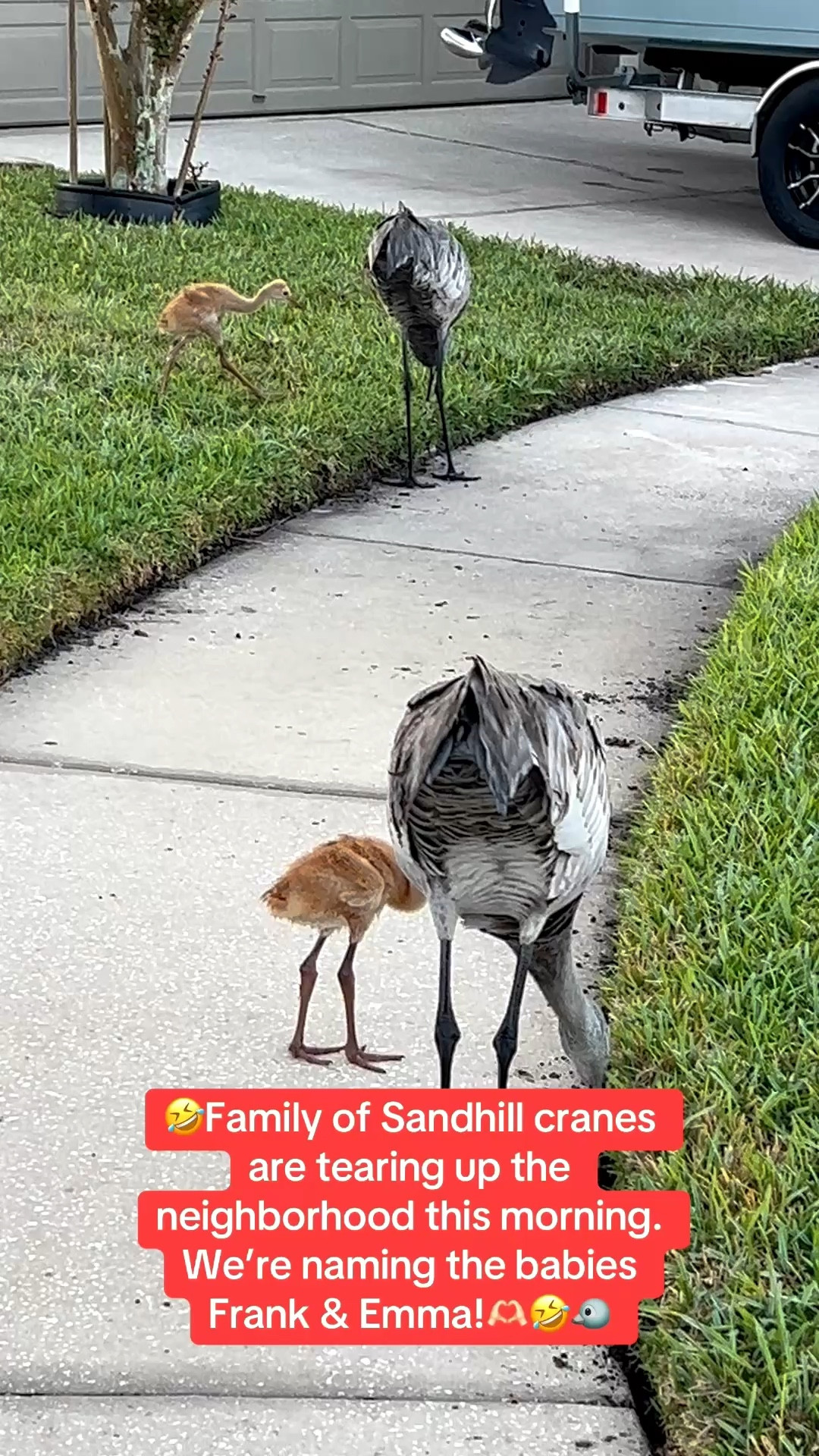 Walking in my Hoka sneakers this morning, I saw the baby Sandhill cranes. We’re naming them Frank and Emma. Adorable!

Linking my Hoka sneakers!

#LTKSeasonal #LTKOver40 #LTKU #LTKTravel #LTKdayinmylife #LTKActive #LTKfitnessgoals #LTKvlog 