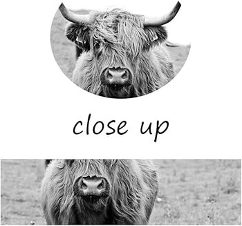 Highland Cow Pattern Canvas Wall Art Farmhouse Prints Photo Contemporary Animal Cow Decor Oil Pai... | Amazon (US)