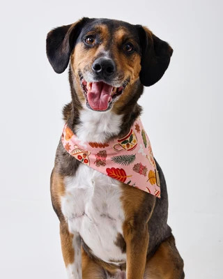 Organic Cotton Pet Bandana in | Small | Pink | | Printfresh